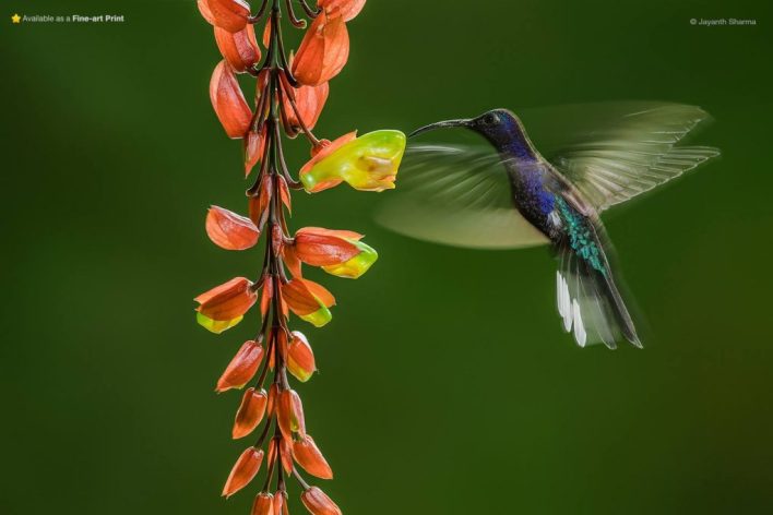 Humming bird in flight
