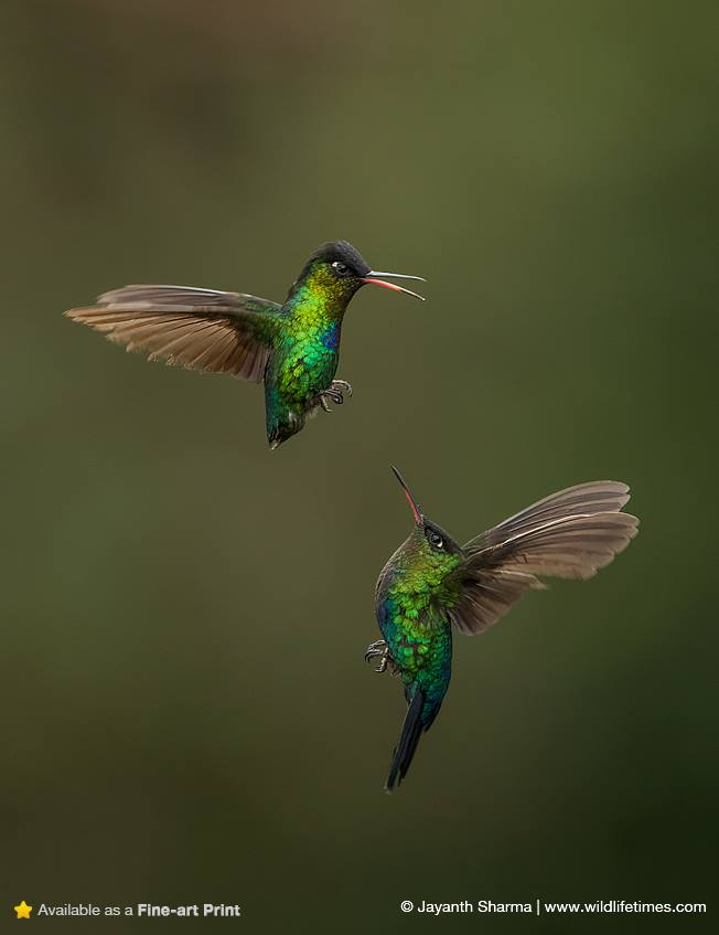 two humming birds in flight 