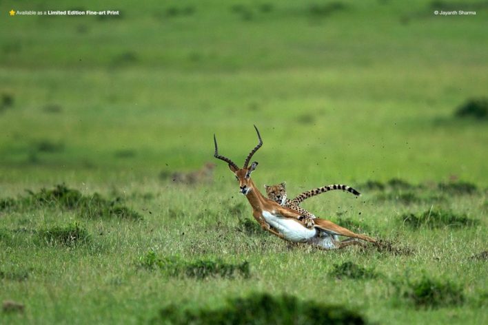 cheetha chasing a gazelle
