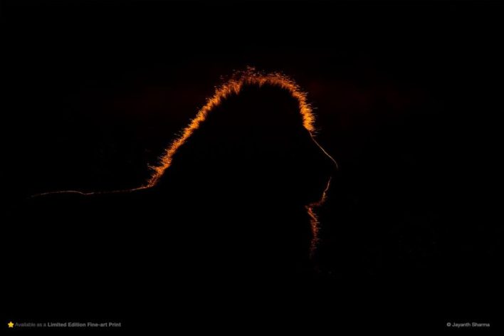 silhouette of a lion