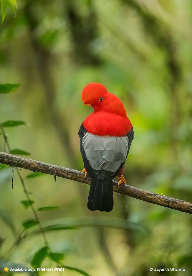 Andean Cock of the Rock 