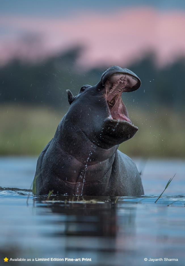 Hippopotamus 