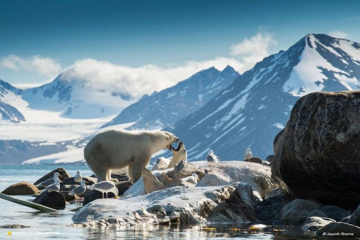 polar bears in antartica