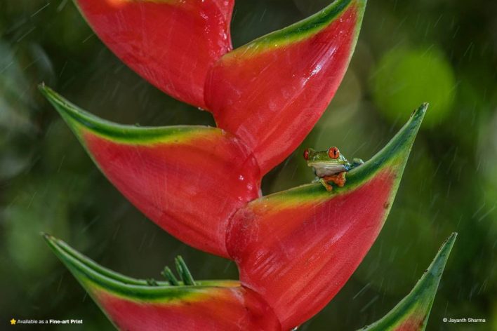 frog under a leaf in rain