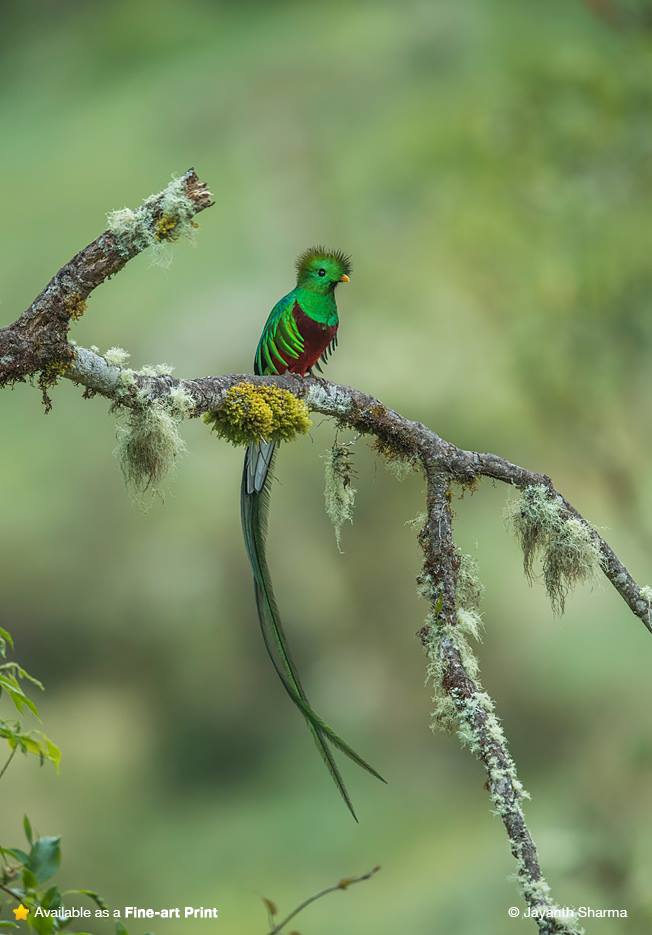  Quetzals The national bird of Guatemala