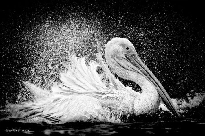 black and white photo of a pelican