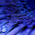Macro droplet on blue flower