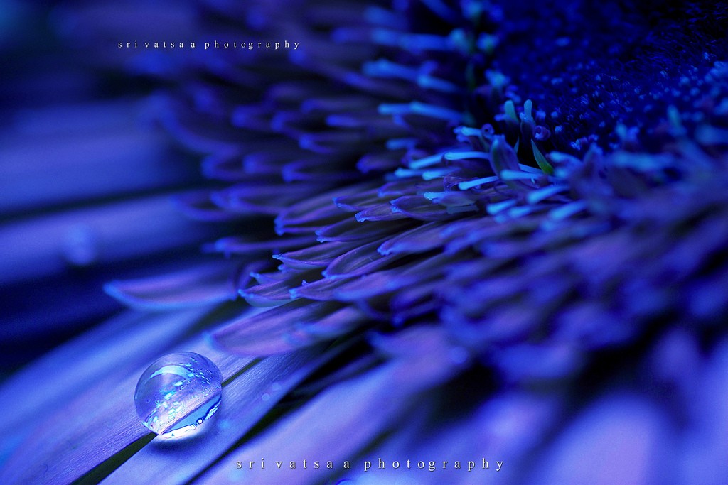 Macro droplet on blue flower