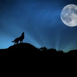 wolf and full moon