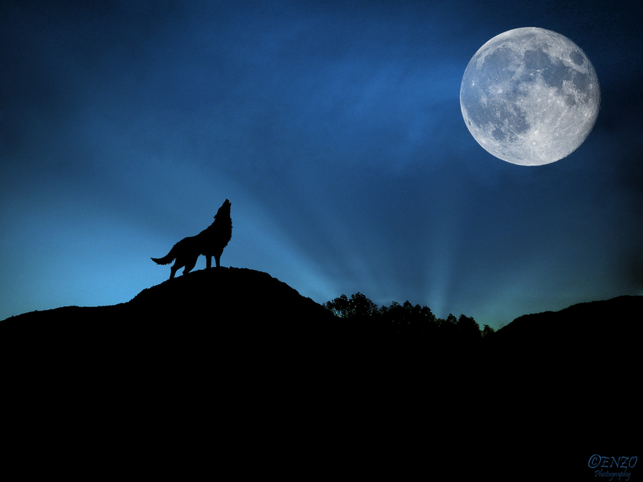 wolf and full moon