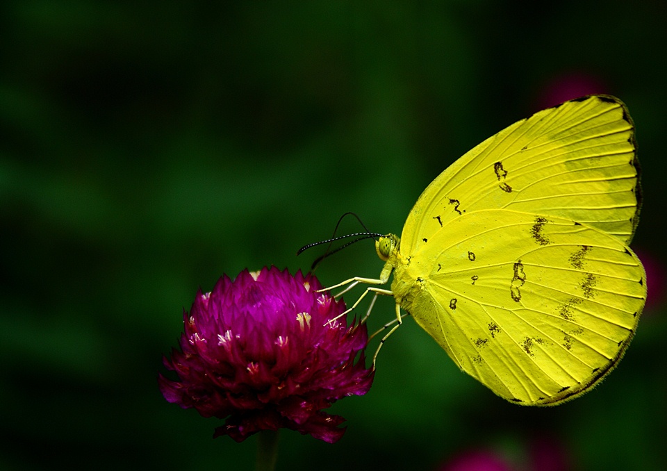 Yellow butterfly on violet flower
