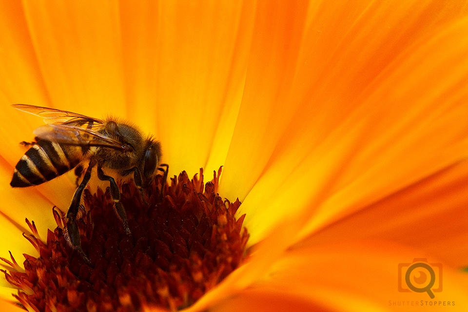 bee on yellow flower