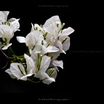 low key image of a white flower