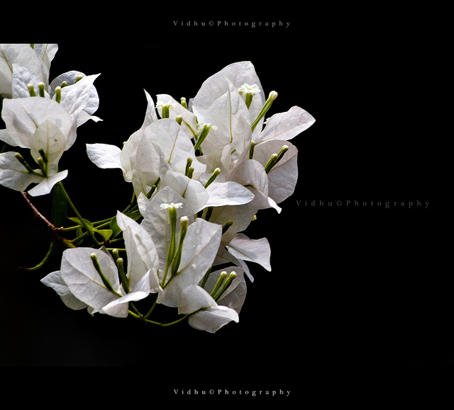 low key image of a white flower