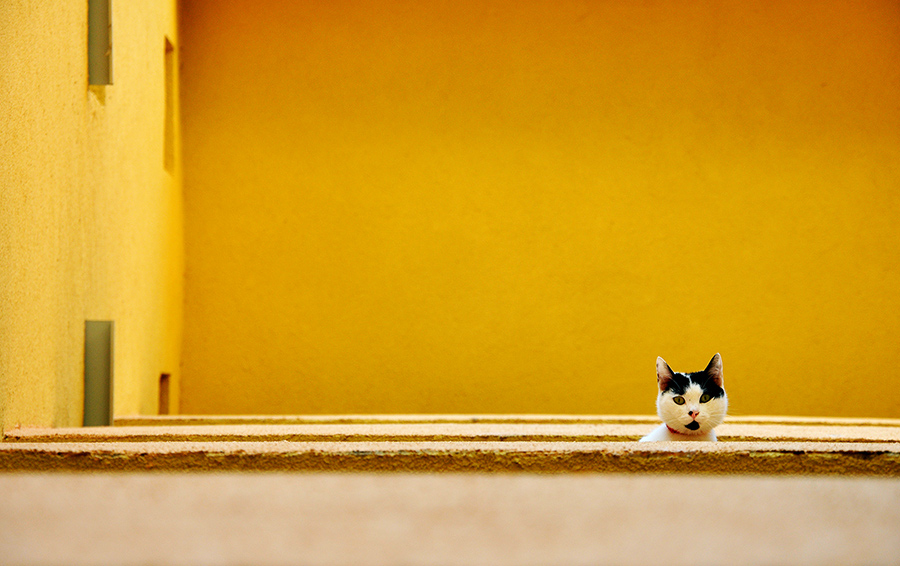 black and white cat and yellow wall