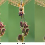 Comparison of prophoto, adobe rgb and srgb color spaces