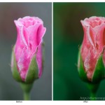 Subtle green lightroom preset