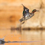 Bird Photography Tips
