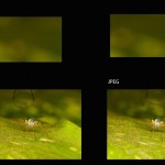 2 Things You Should Do Before Post Processing Macro Photographs