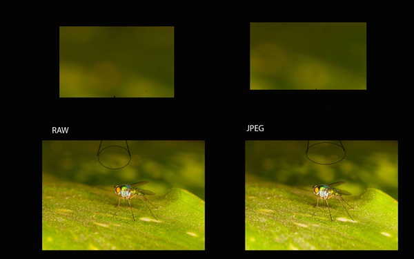 RAW and JPEG image comparison