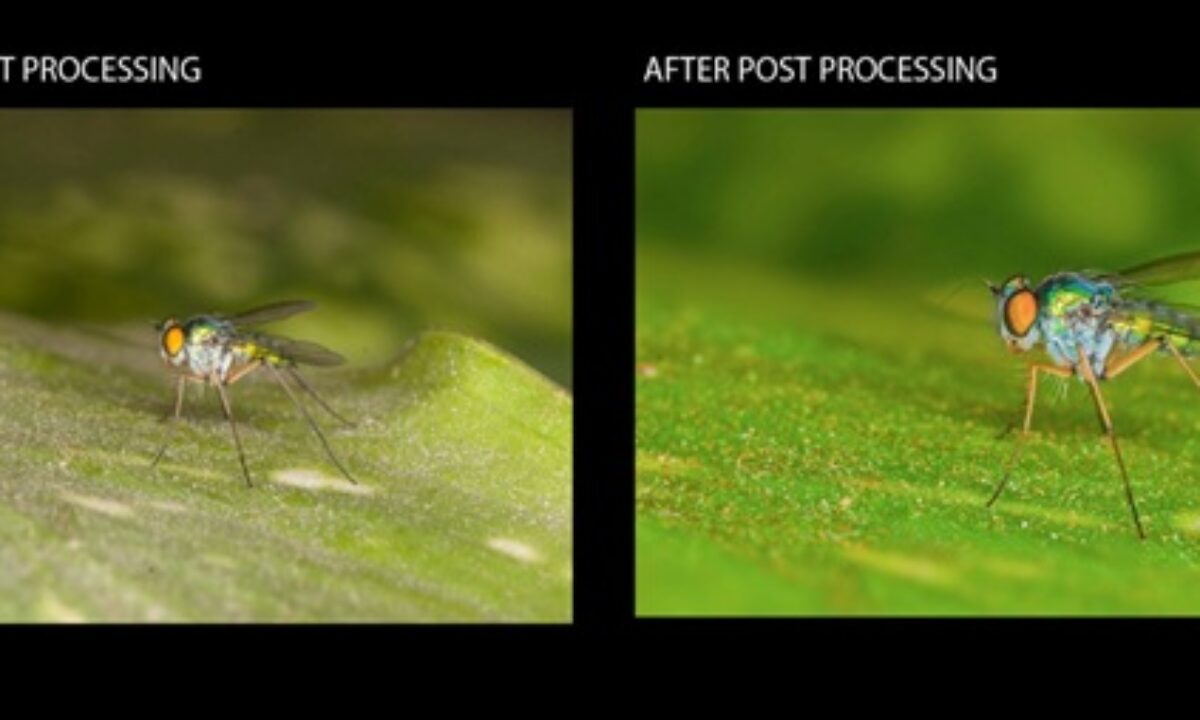 Step By Step Photoshop Tutorial On Post Processing A Macro Photograph