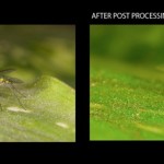 Before and after of post processing an image