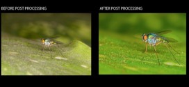 Photoshop Tutorial on Post Processing a Macro Photograph