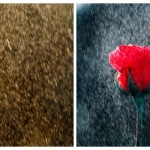 Stylizer preset comparison