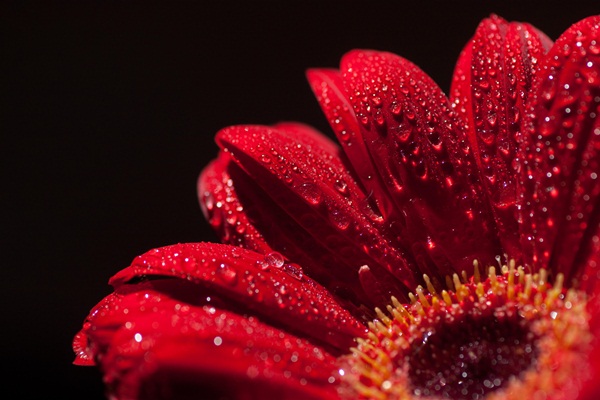 Final focus stacked image