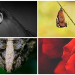 Macro Photography — Step by Step Guide for Beginners (Part1)
