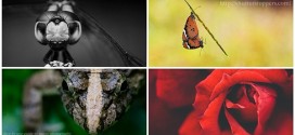 Macro Photography — Step by Step Guide for Beginners (Part1)