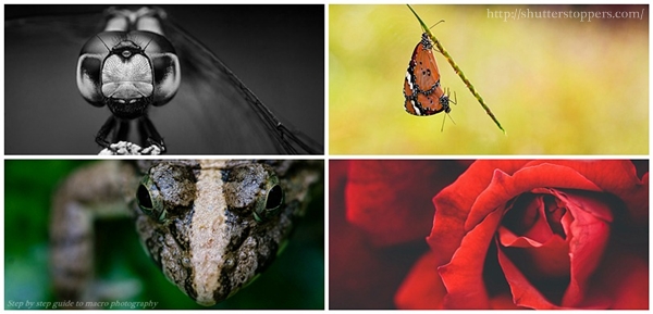 macro photography step by step guide