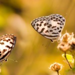 Focus Stacking Macro Photographs — Photoshop Tutorial