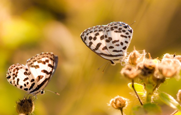 Final image after focus stacking the source images