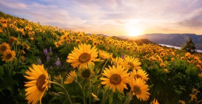 sunflower and sunset