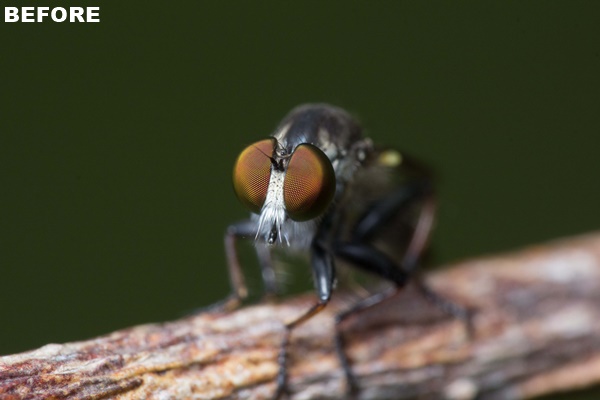 Lightroom 5 beta tutorial: Exploring New Features To Enhance Photographs robber tut Lightroom 5 beta tutorial: Exploring New Features To Enhance Photographs