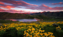 East Canyon Wildflower Sunset - Utah Landscape