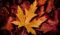 maple leaf -- foliage photography