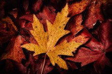maple leaf -- foliage photography