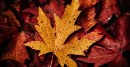 maple leaf -- foliage photography