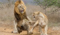 two lions fighting