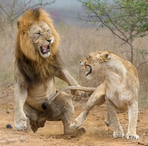 two lions fighting