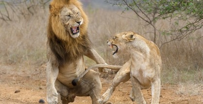 two lions fighting