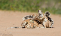 A trio of Ground Squirrels in the Kalahari desert engaging in mutual social grooming