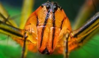 reverse 18-55mm lens high magnification macro photograph of crab spider