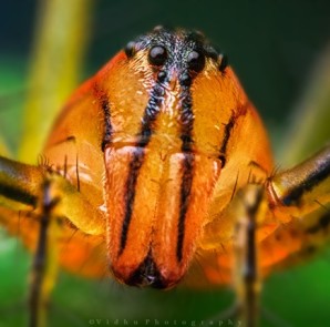 reverse 18-55mm lens high magnification macro photograph of crab spider