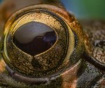 high magnification macro photography of frog using lens reversal technique