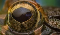 high magnification macro photography of frog using lens reversal technique