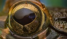 high magnification macro photography of frog using lens reversal technique