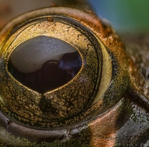 high magnification macro photography of frog using lens reversal technique